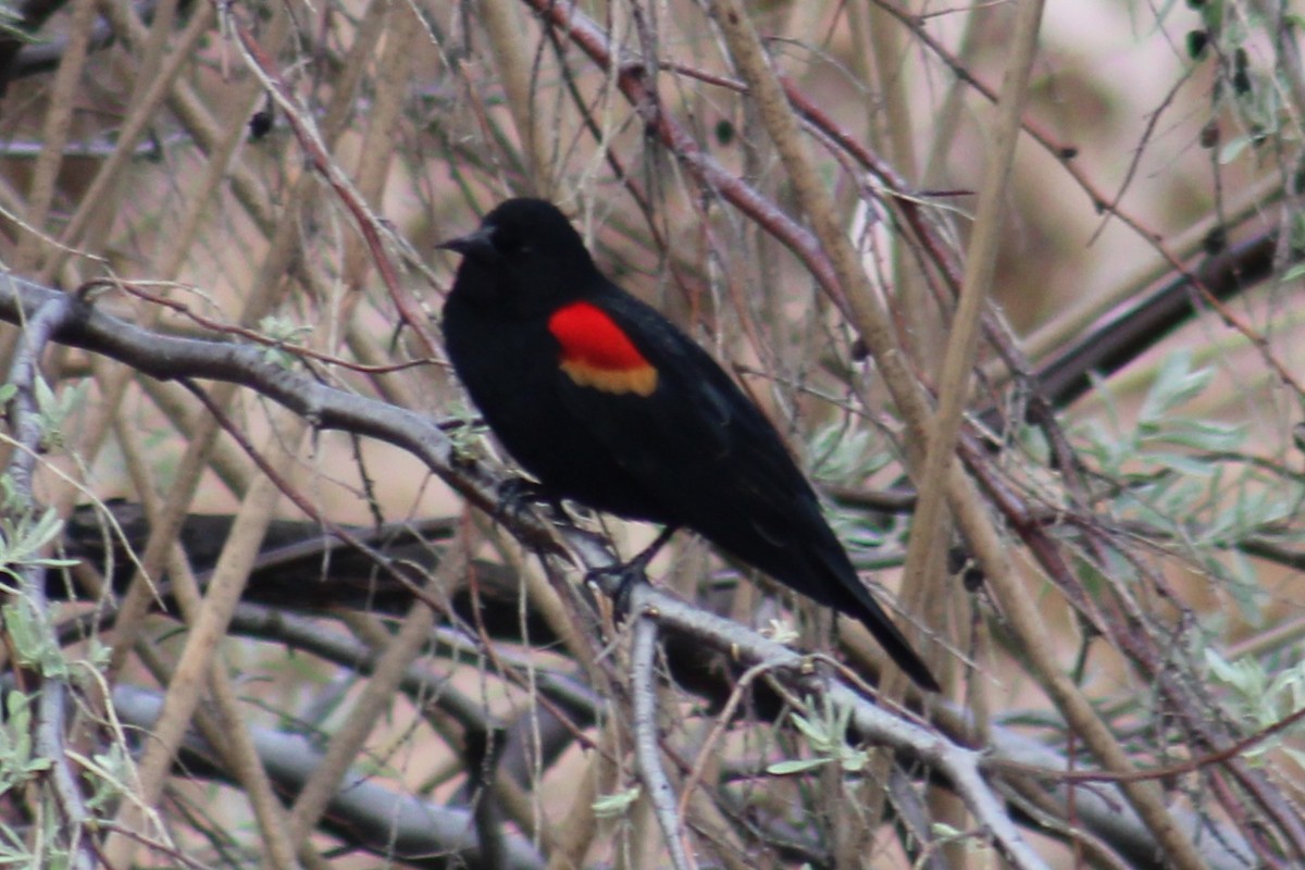 Al Kanatlı Karatavuk [phoeniceus grubu] - ML655259384