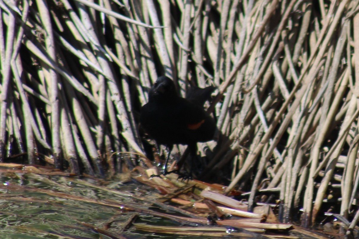 Al Kanatlı Karatavuk [phoeniceus grubu] - ML655259390