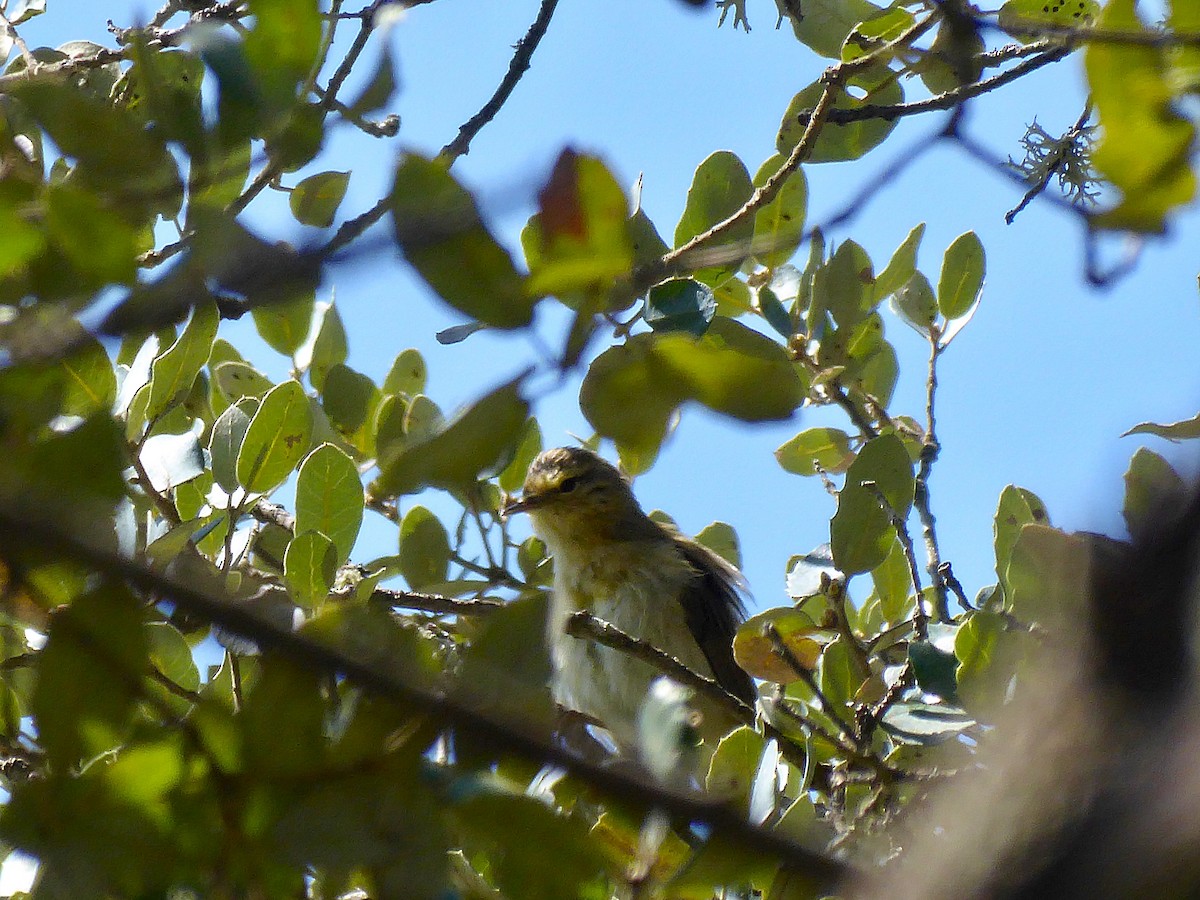 Iberian Chiffchaff - ML655259410