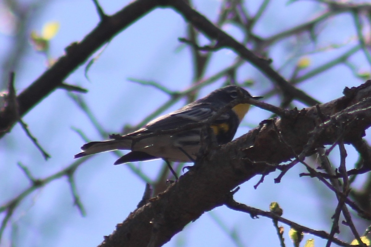 Taçlı Ötleğen (auduboni) - ML655259431