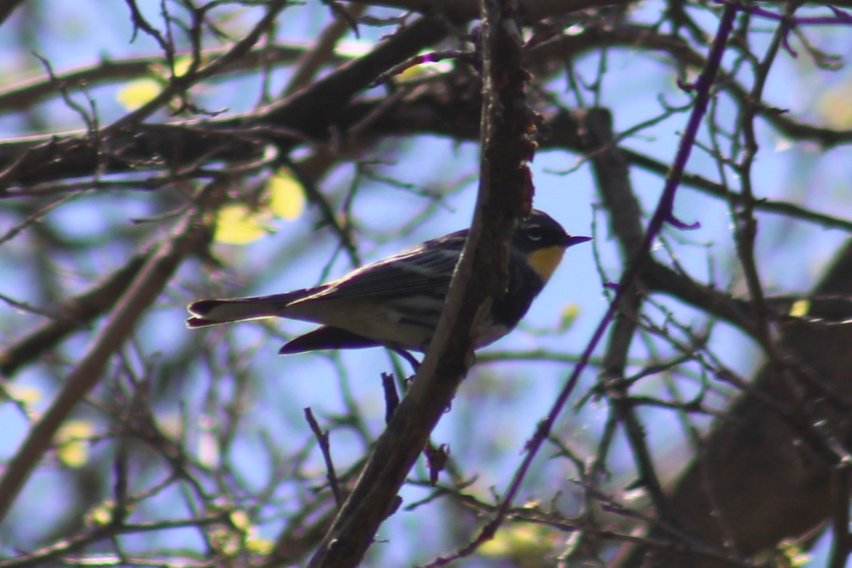 Taçlı Ötleğen (auduboni) - ML655259457