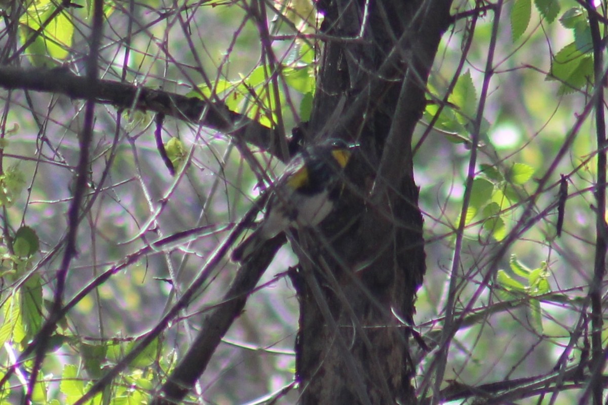 Taçlı Ötleğen (auduboni) - ML655259458