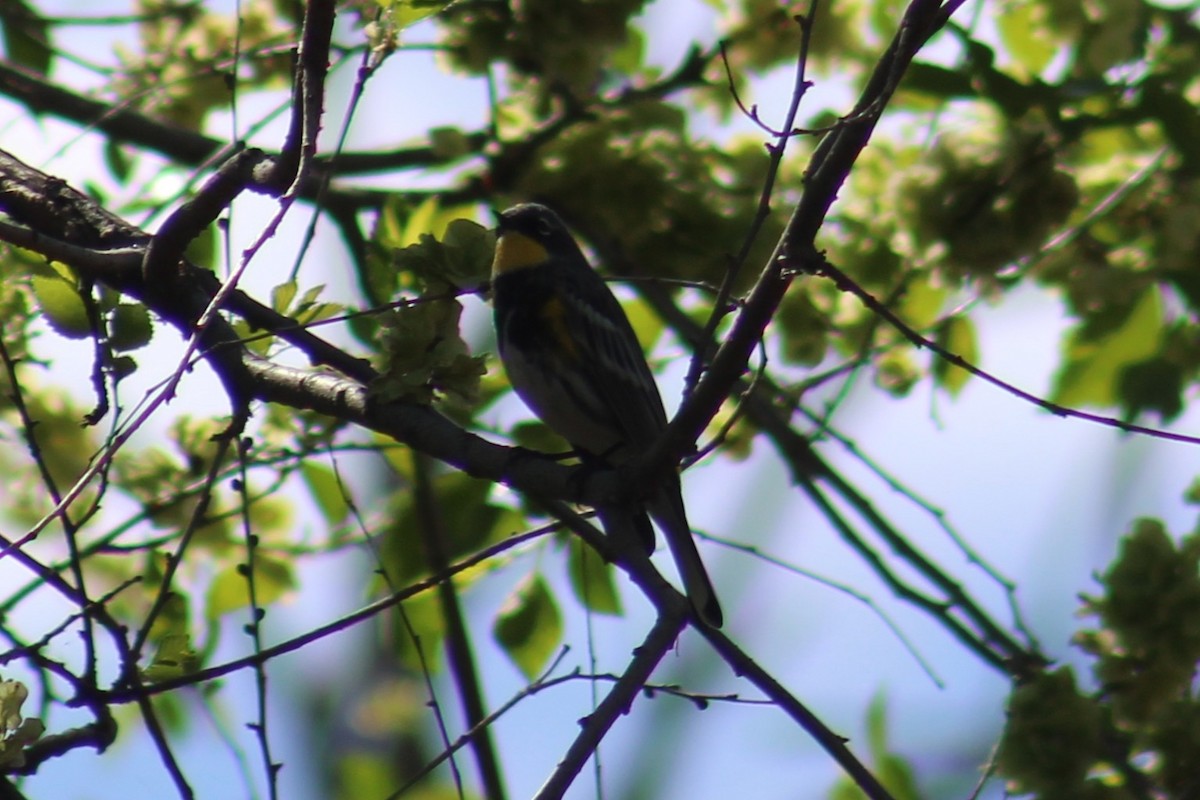 Taçlı Ötleğen (auduboni) - ML655259459