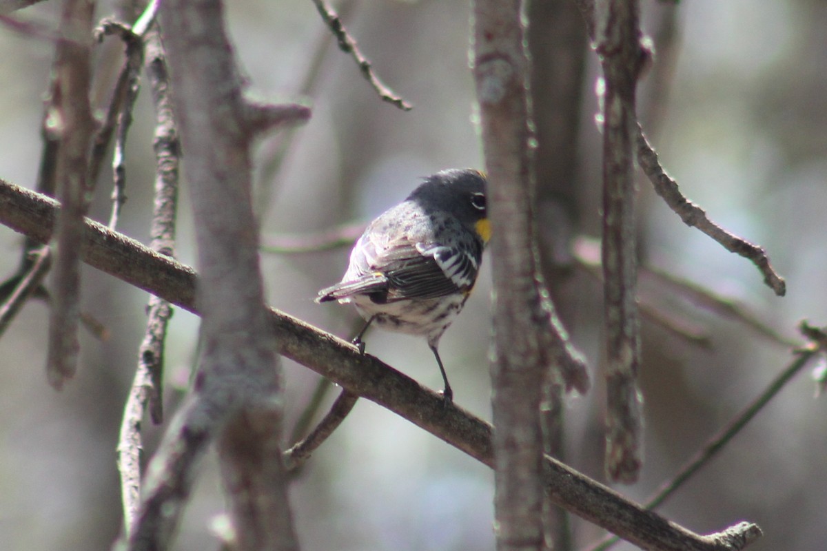 Taçlı Ötleğen (auduboni) - ML655259472