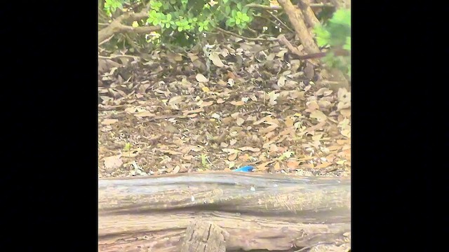 Indigo Bunting - ML655260676
