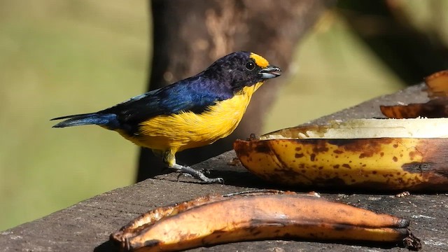 Фиолетовая эуфония - ML655260862