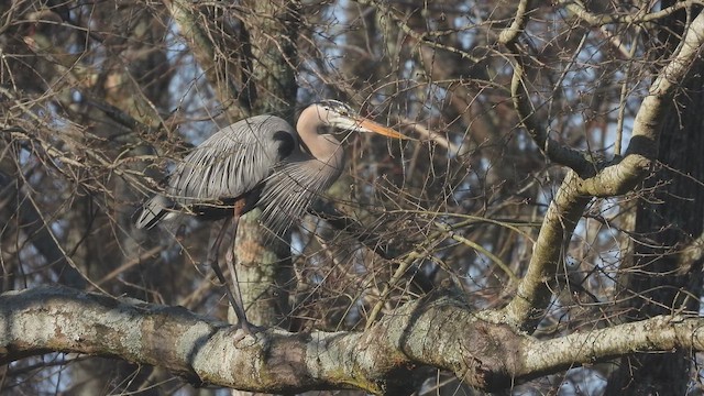 Garza Azulada - ML655261078