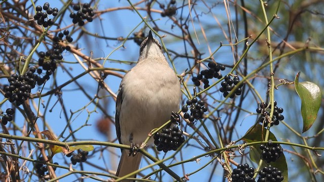 Northern Mockingbird - ML655261105
