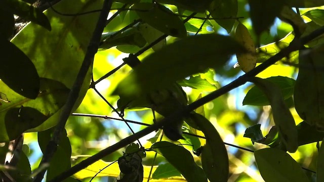 Синий дакнис - ML655261182