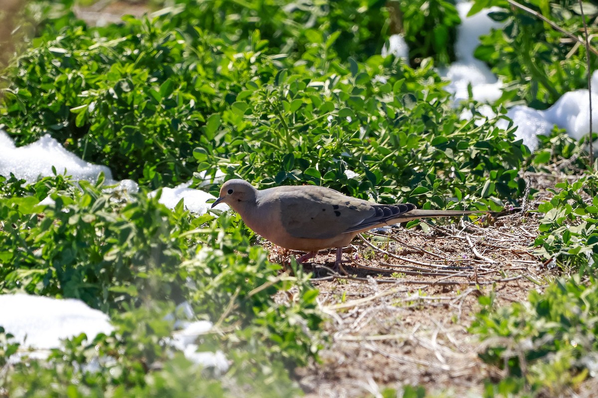 eBird Checklist - 18 Apr 2026 - Chatfield SP--Deer Creek - 25 species