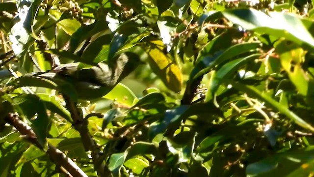 Синий дакнис - ML655261781