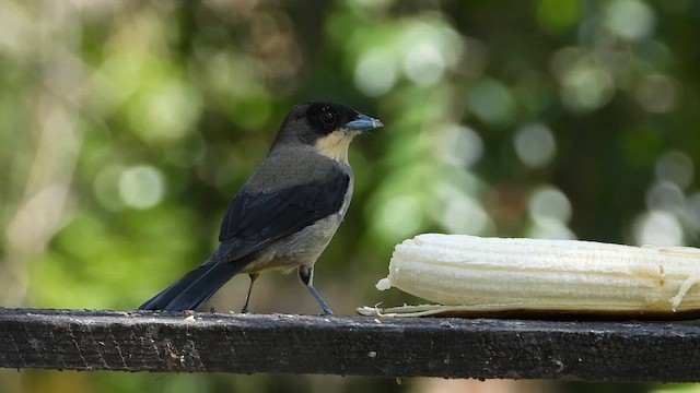 Желточубая танагра - ML655262364