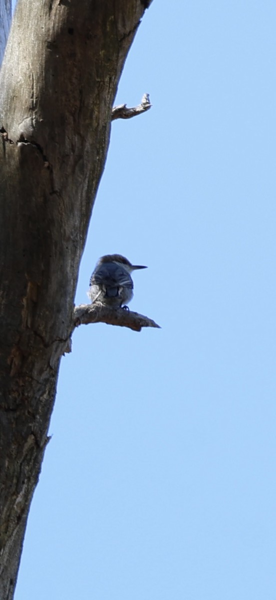 Brown-headed Nuthatch - ML655264164