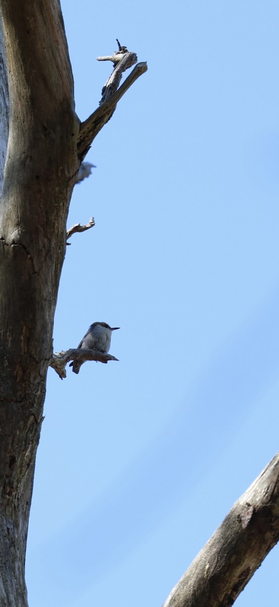 Brown-headed Nuthatch - ML655264171