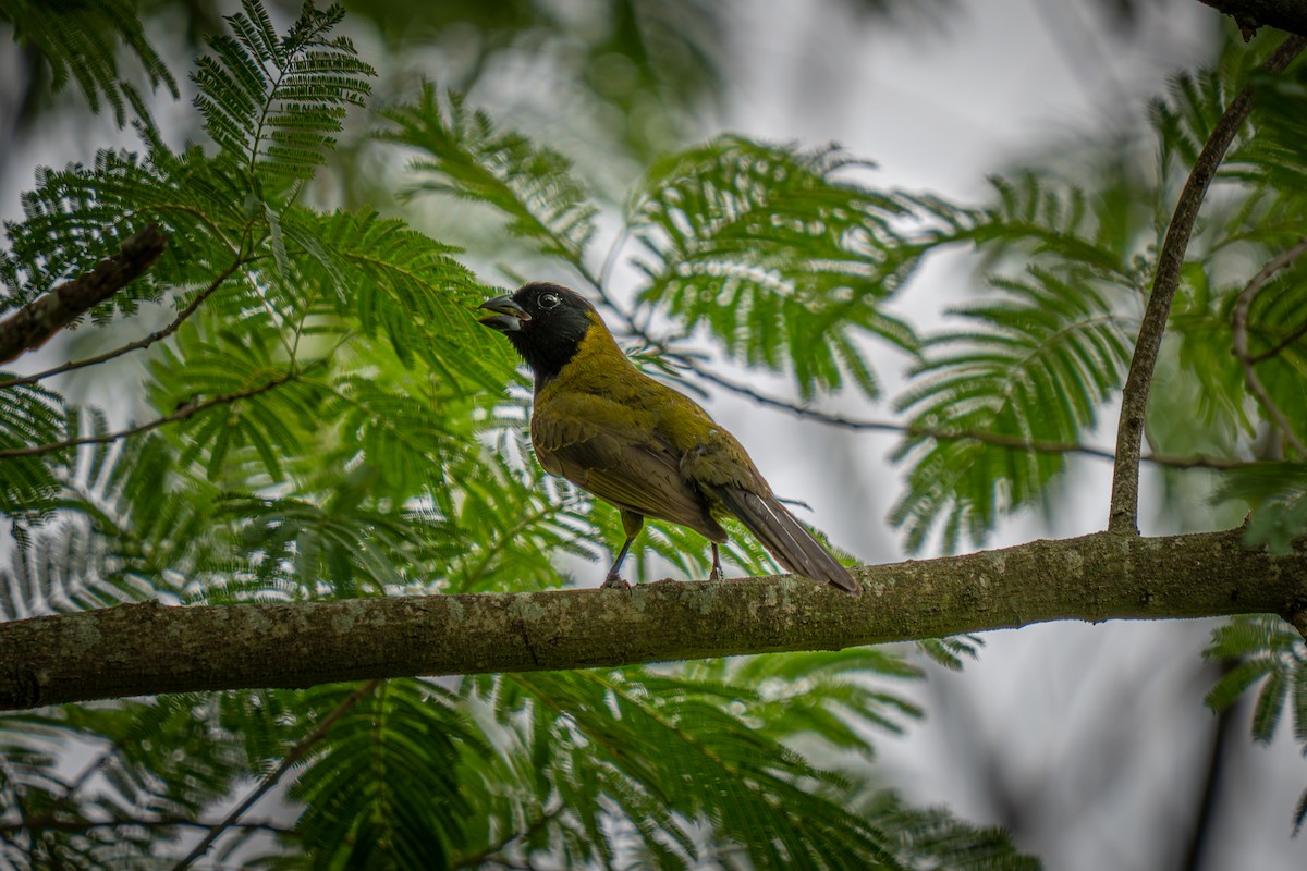 Crimson-collared Grosbeak - ML655264223