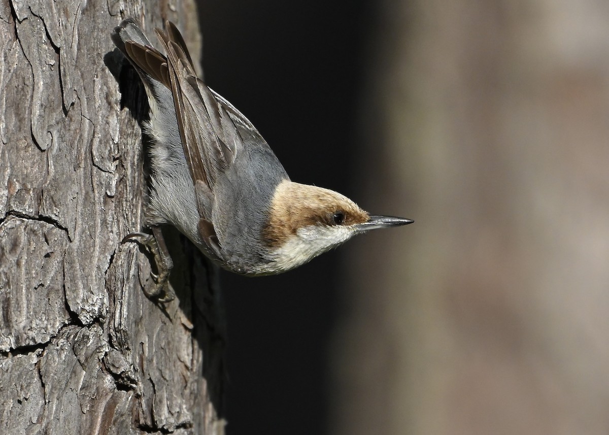 Brown-headed Nuthatch - ML655264939