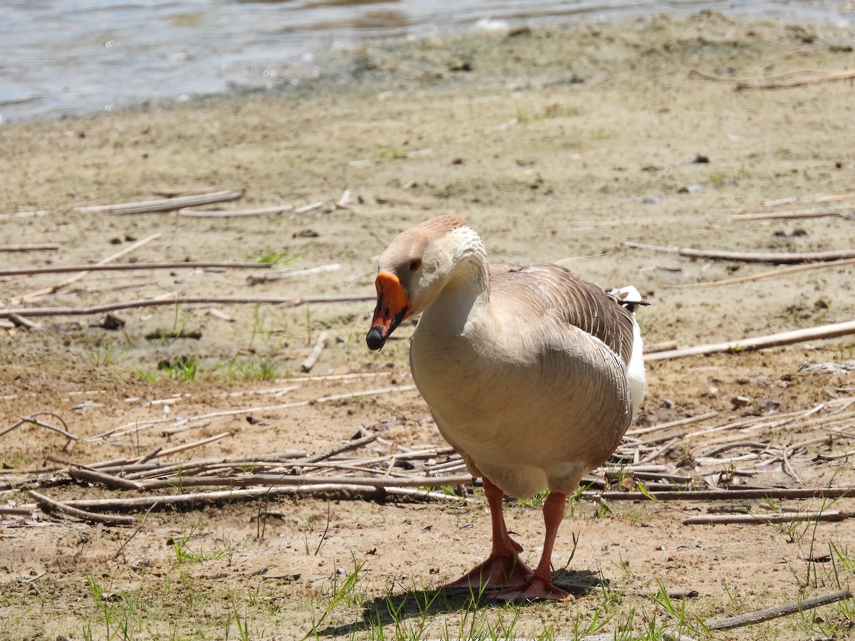 Гуска китайська (свійська) - ML655265055