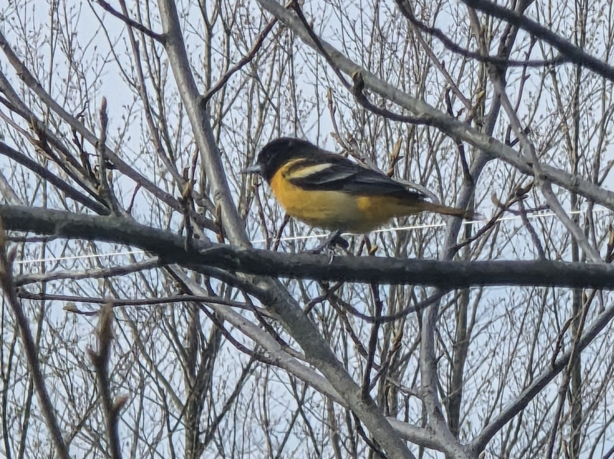 Turpial de Baltimore - ML655265150