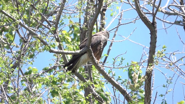 Swainson's Hawk - ML655266352
