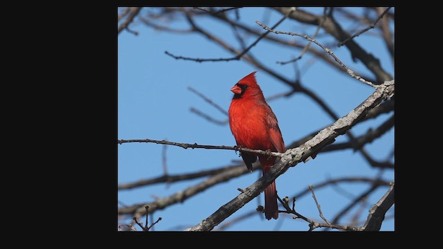 Northern Cardinal - ML655266599