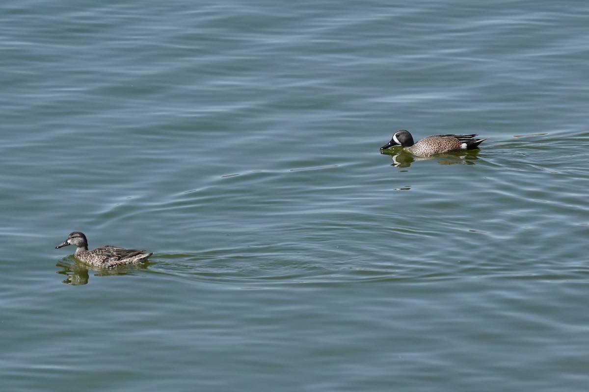 eBird Checklist - 18 Apr 2026 - Lagerman Agricultural Preserve ...