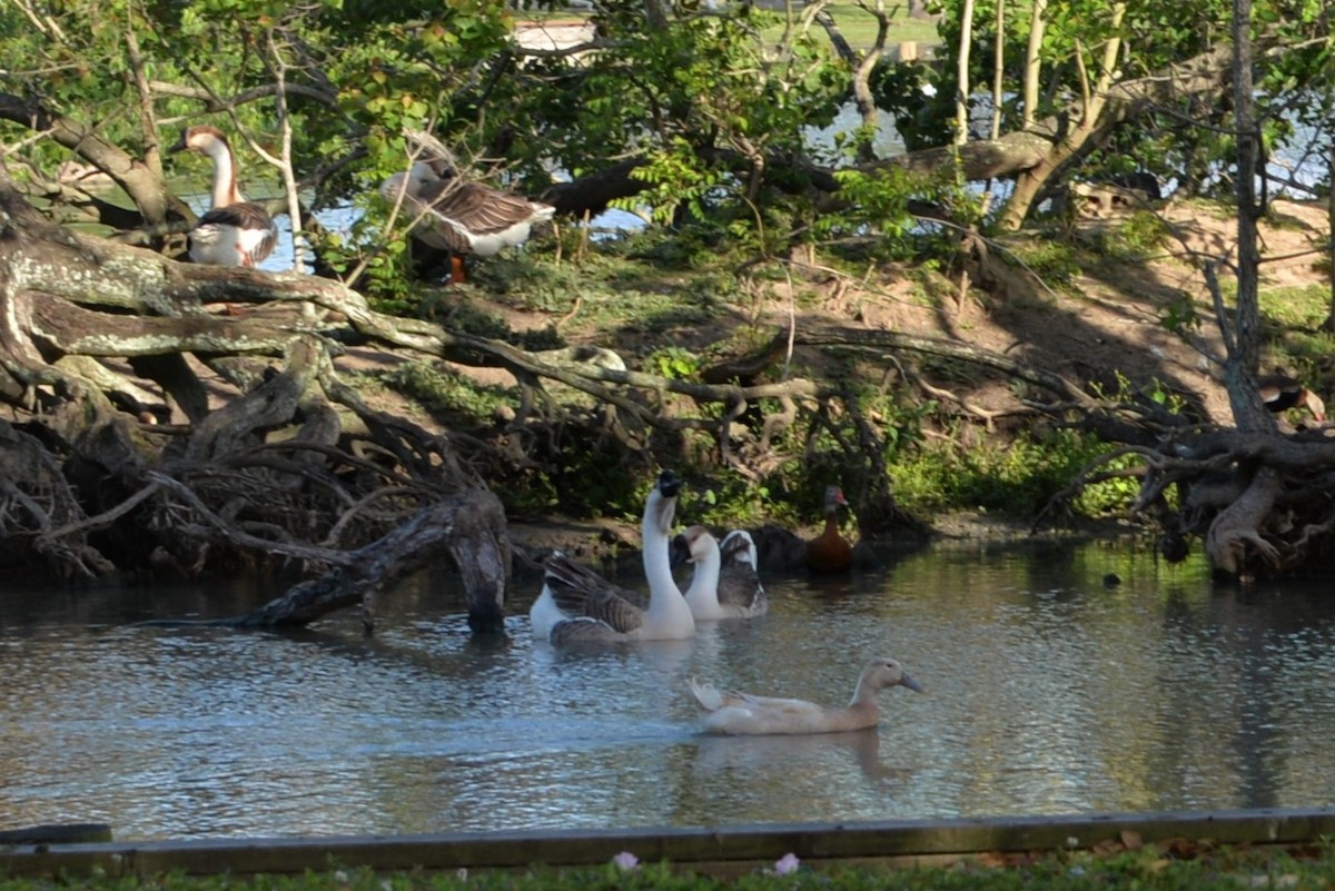 Гуска китайська (свійська) - ML655268942