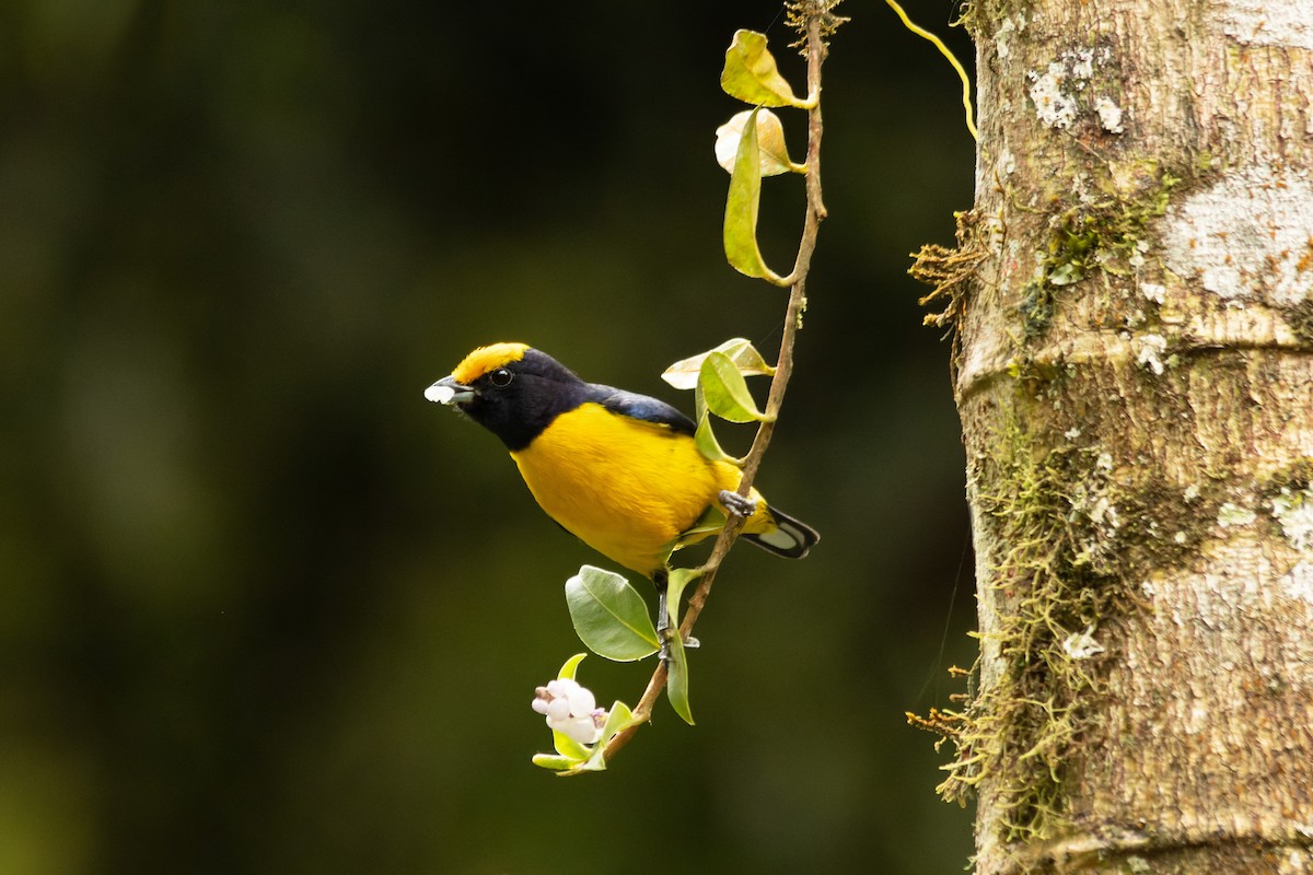 Orange-bellied Euphonia - ML655269282