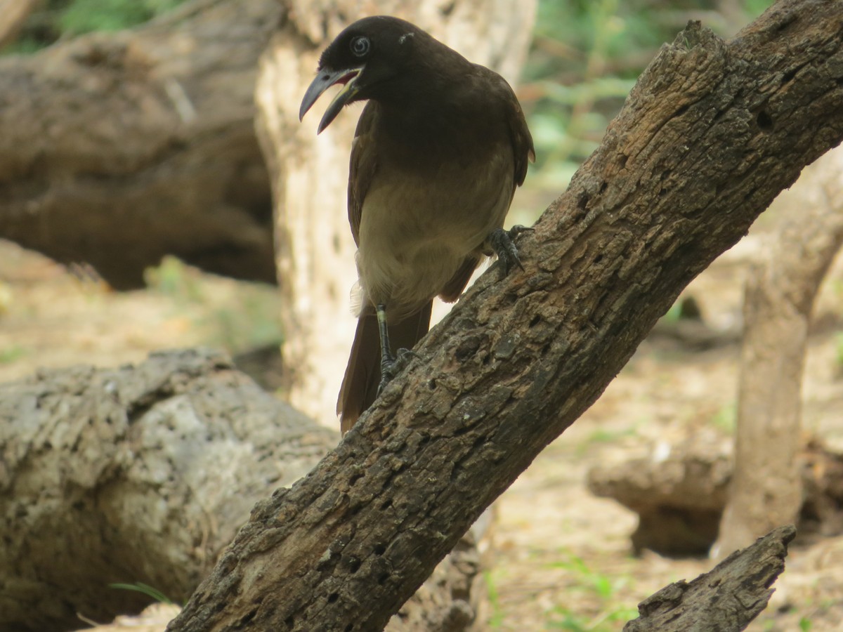 Brown Jay - ML655270268