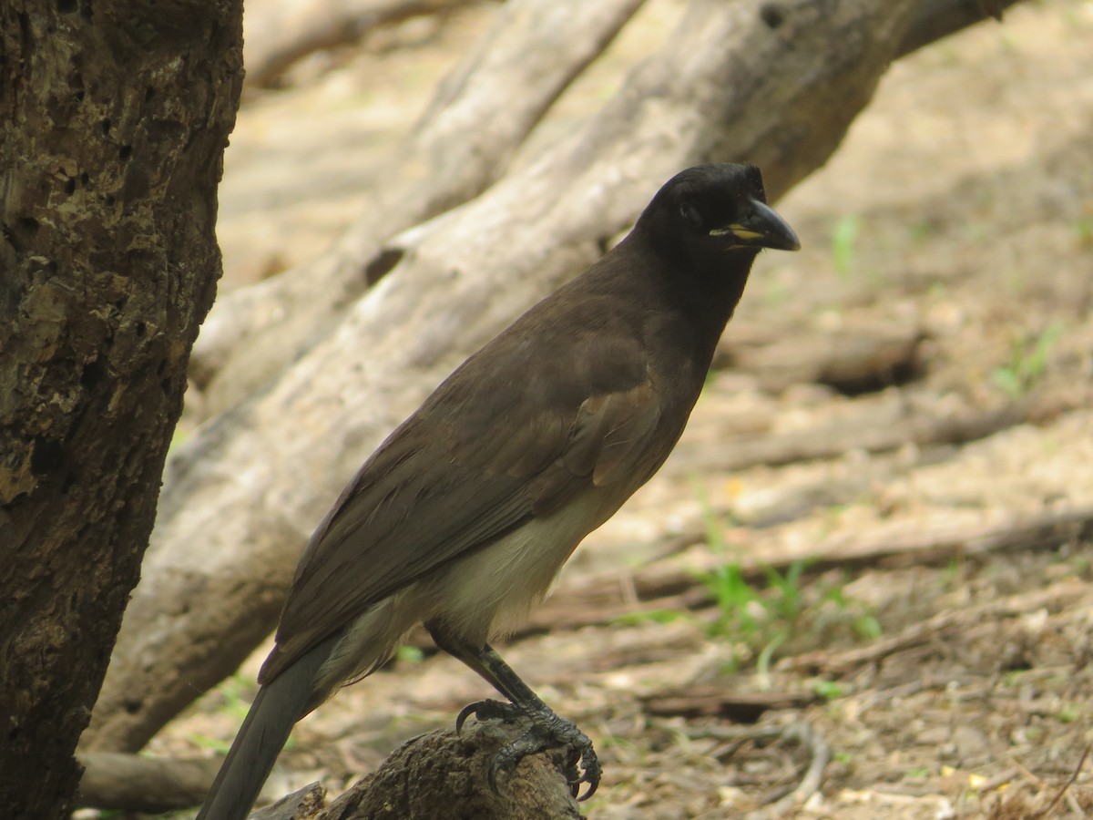 Brown Jay - ML655270269
