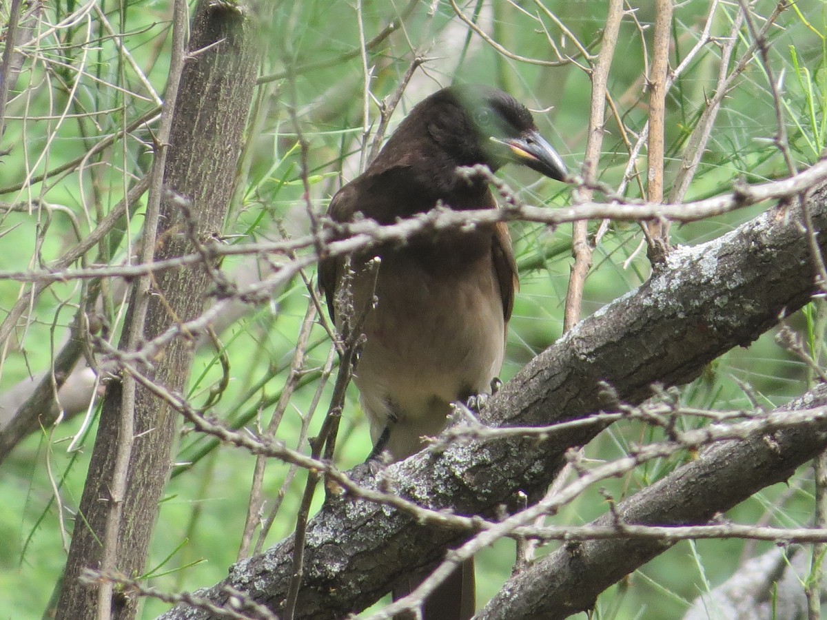 Brown Jay - ML655270270