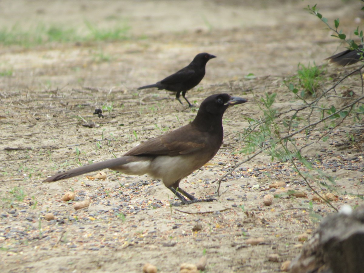 Brown Jay - ML655270271