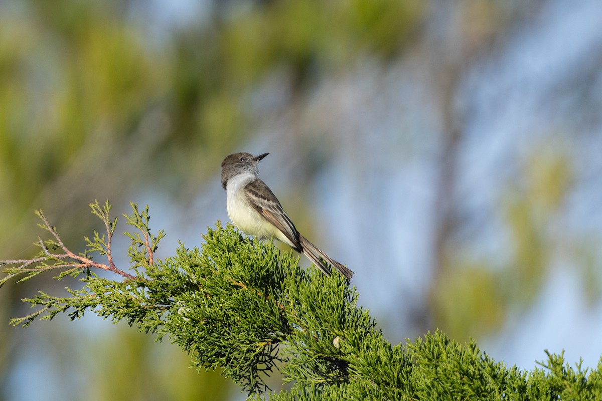 Stolid Flycatcher - ML655271504