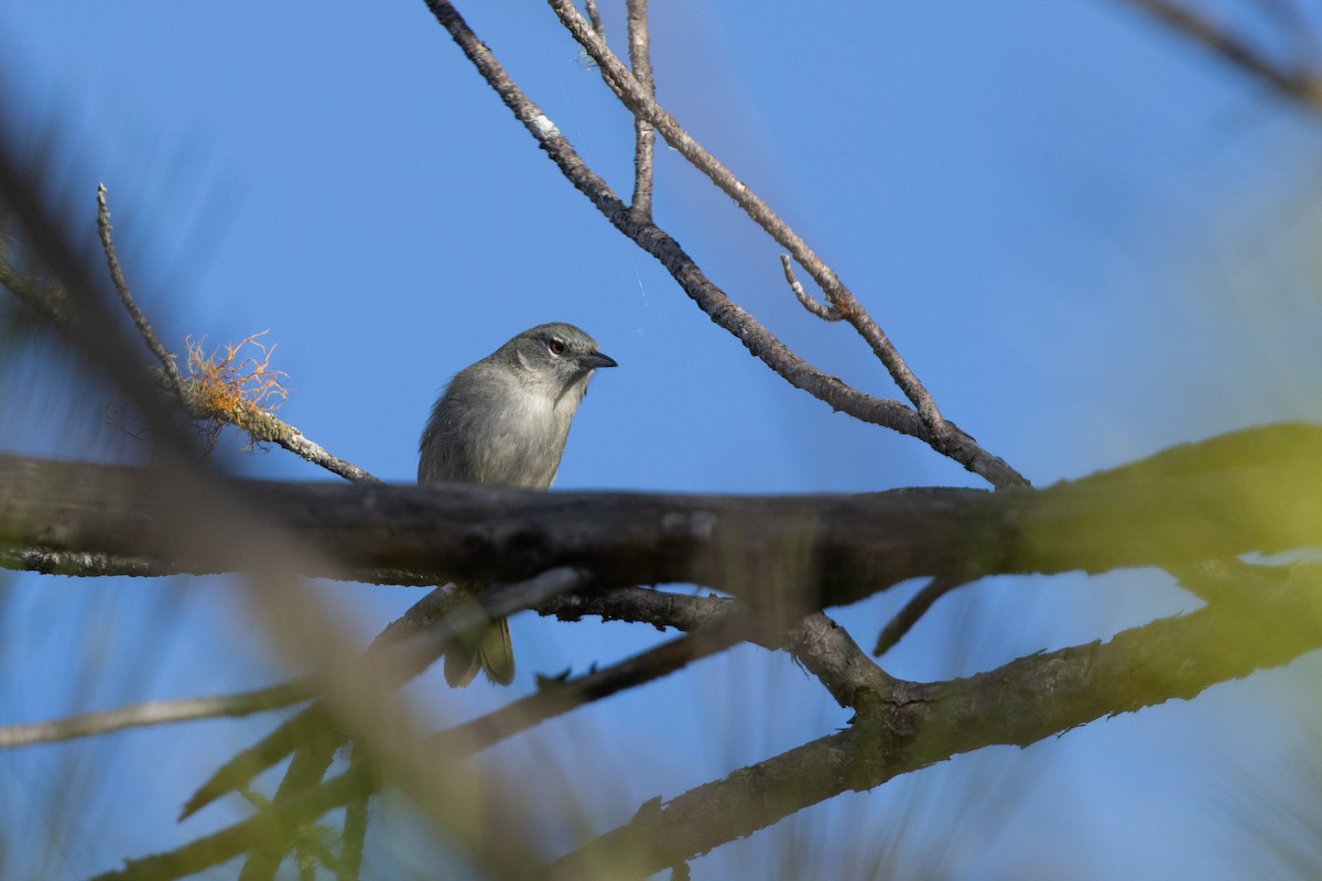 Green-tailed Warbler - ML655271528