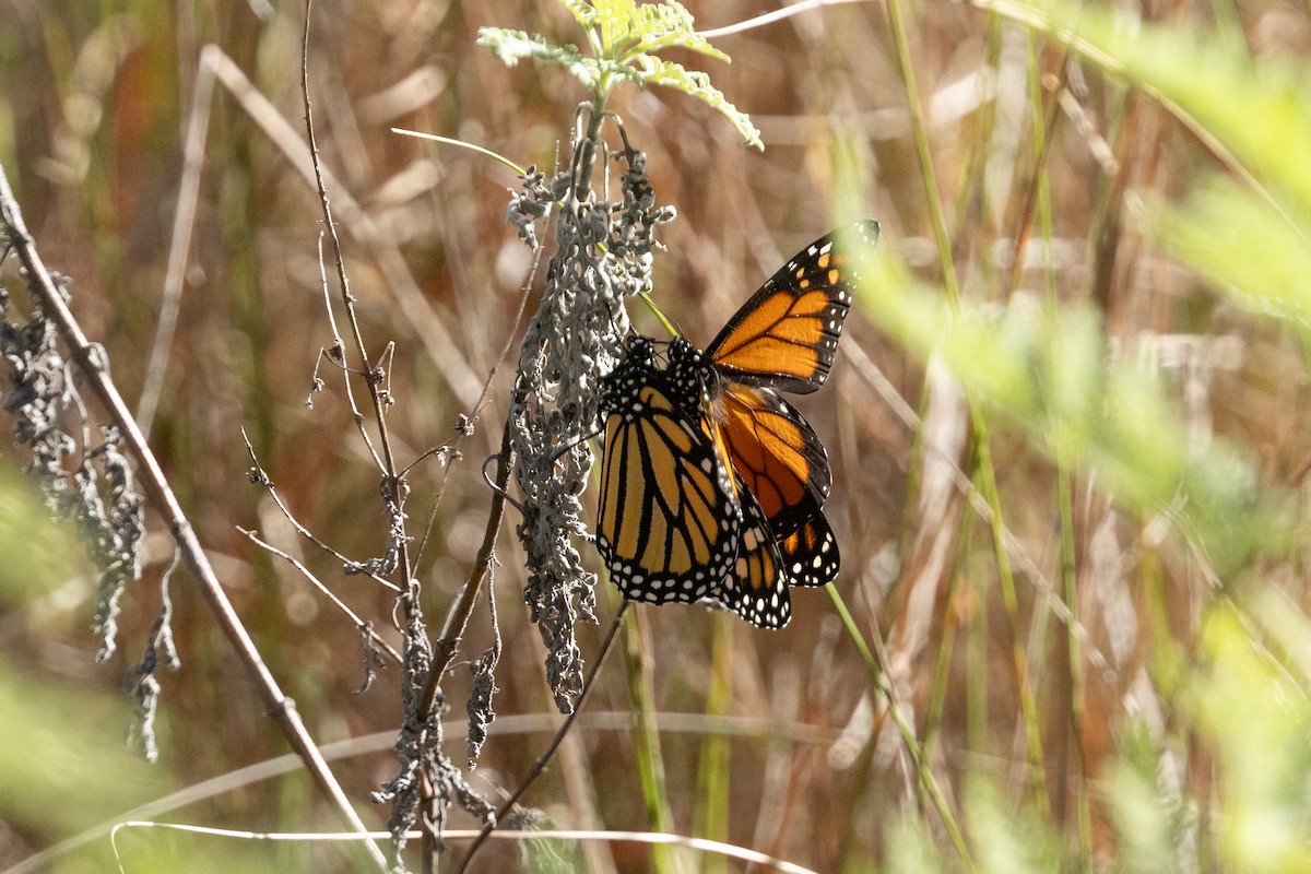 Monarch - ML655271532