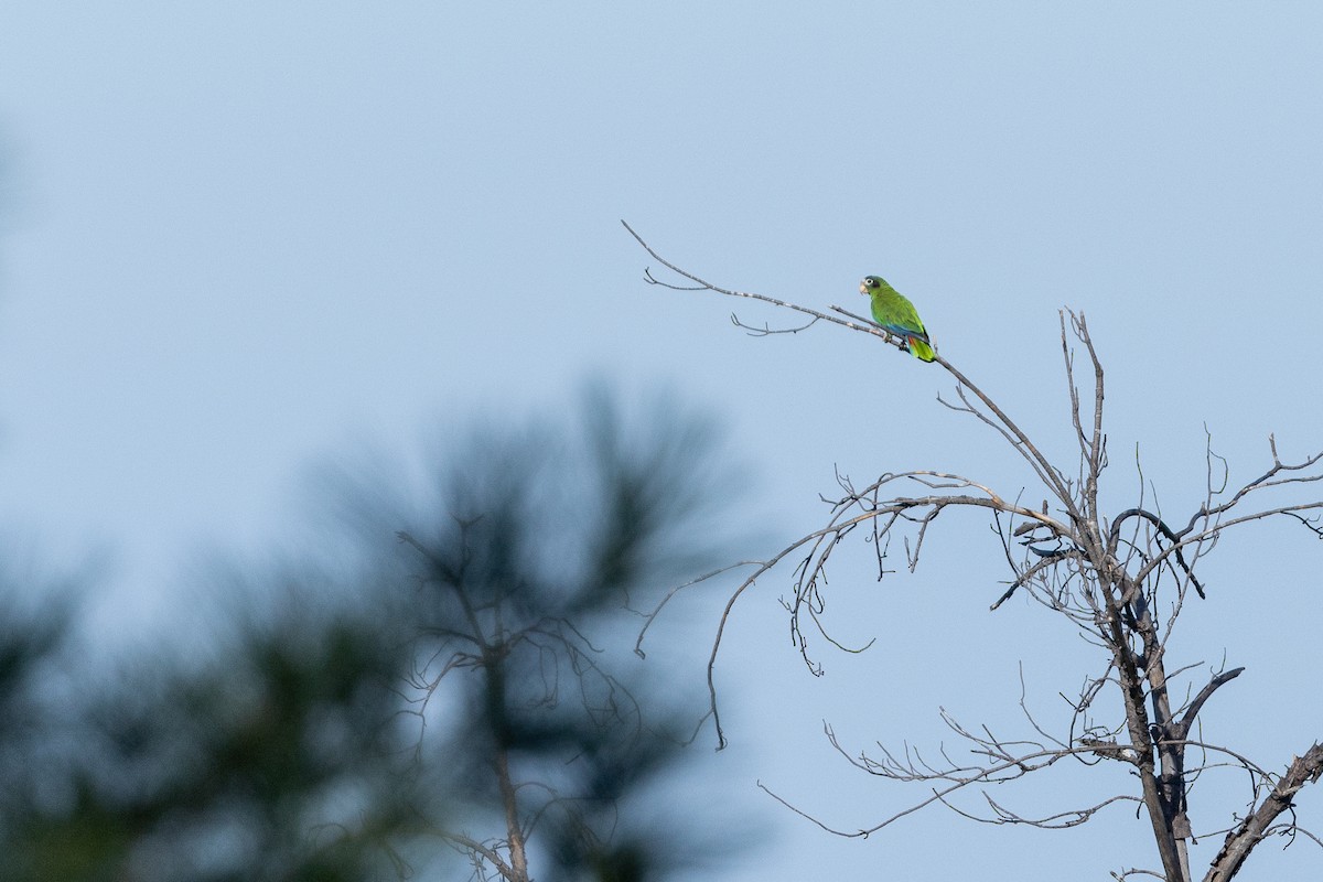 Hispaniolan Amazon - ML655271684