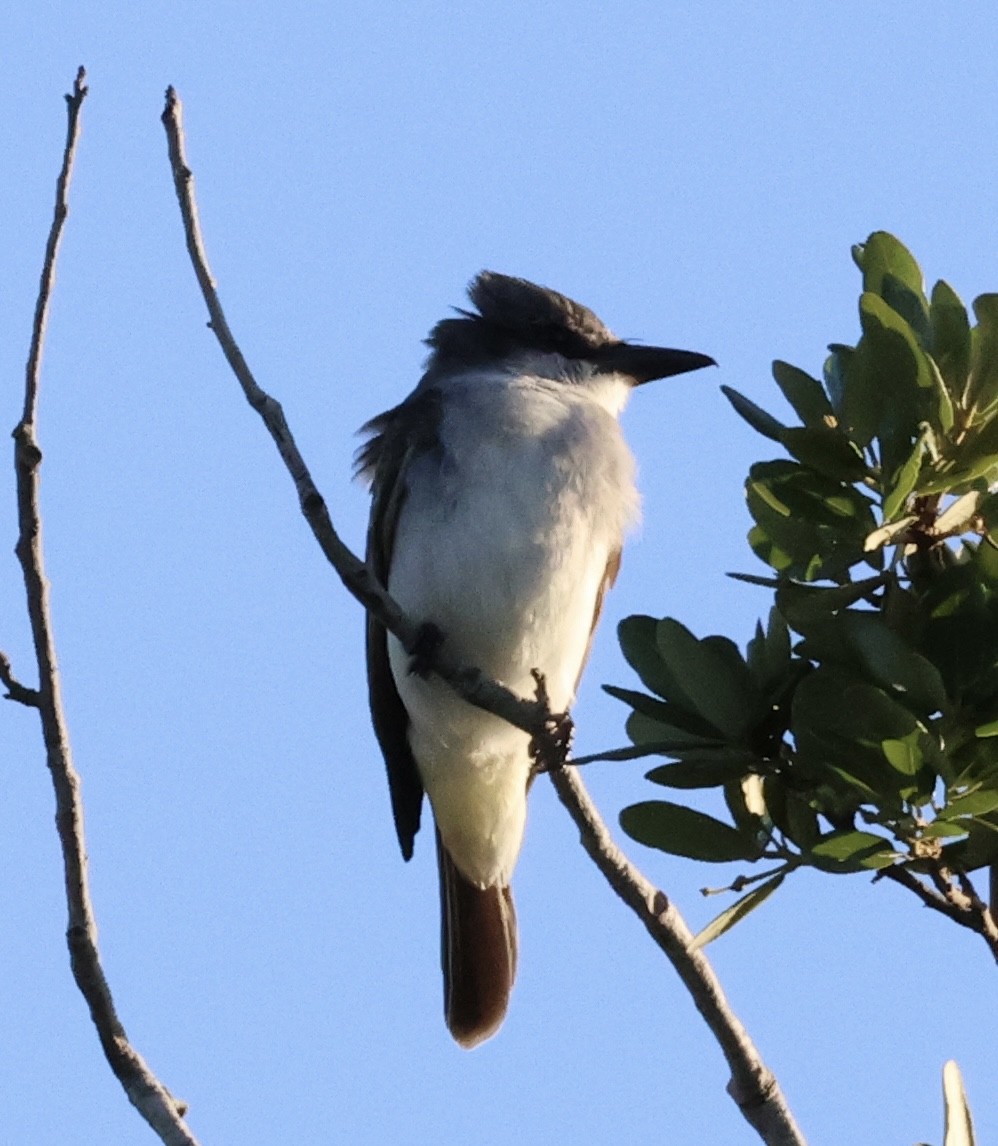 eBird Checklist - 18 Apr 2026 - Best Western Florida City - 12 species