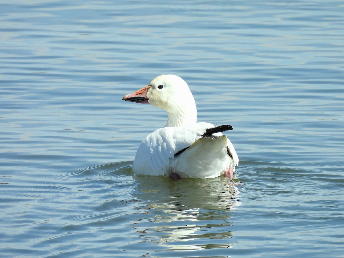 Snow Goose - ML655272775