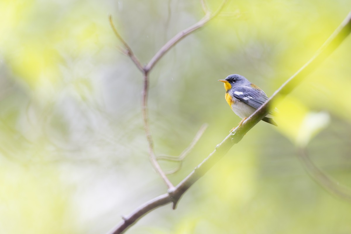 Northern Parula - ML655272845