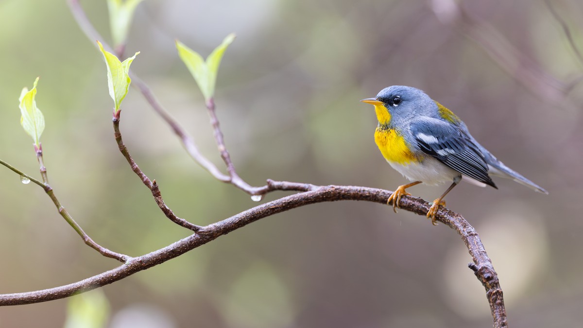Northern Parula - ML655272846