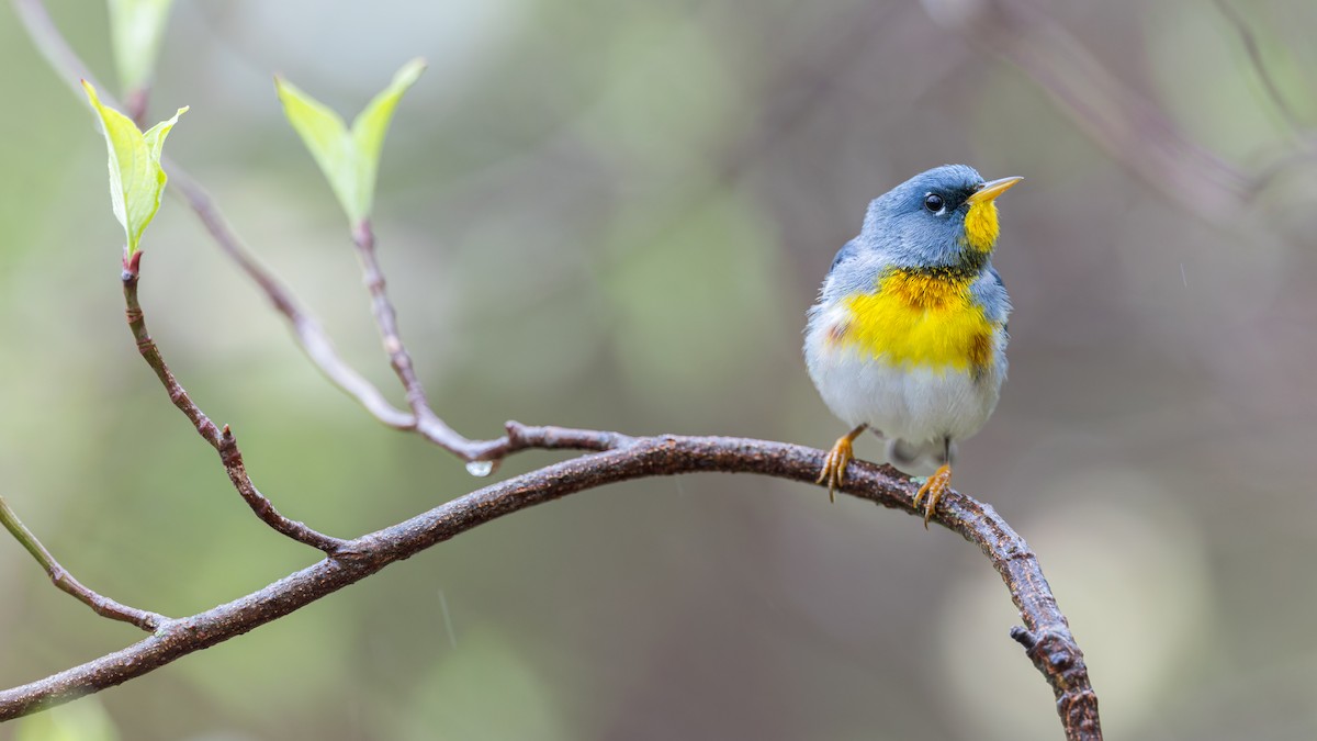 Northern Parula - ML655272847