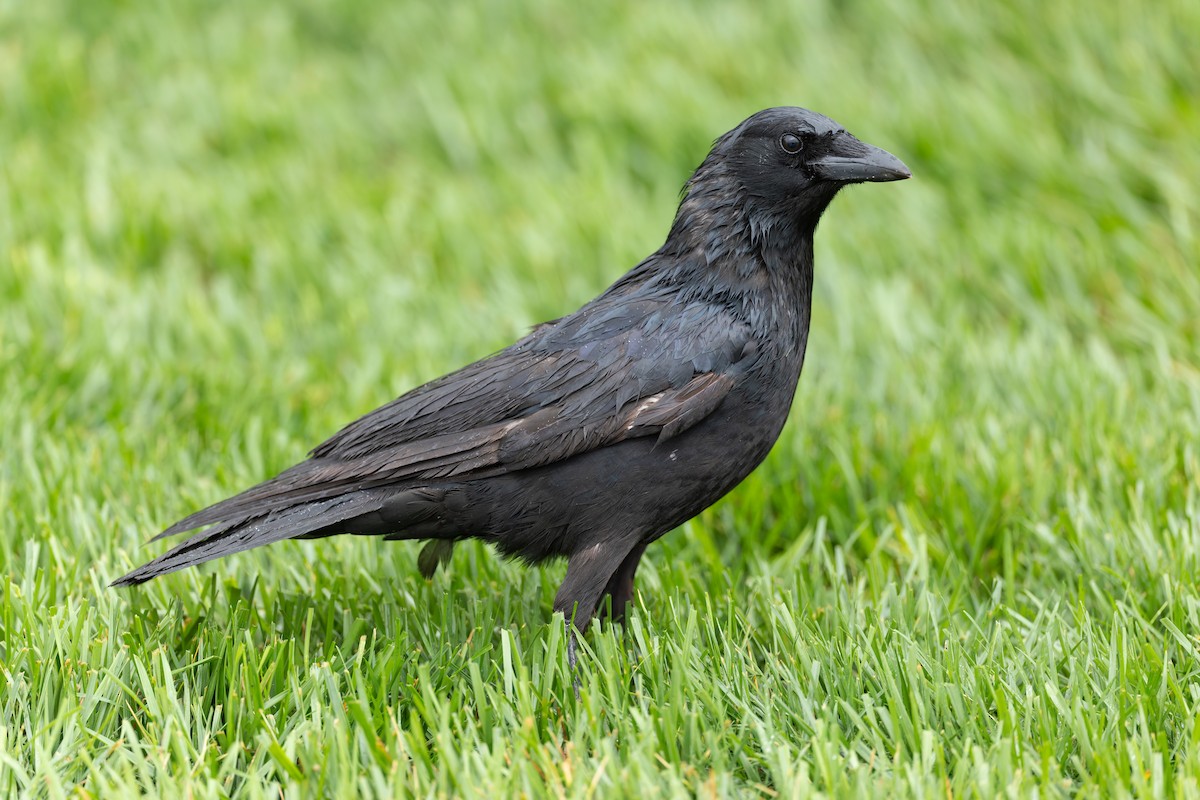 American Crow - ML655272863