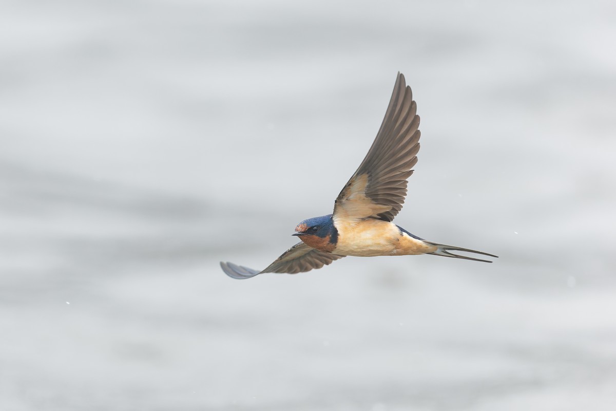 Barn Swallow - ML655272881