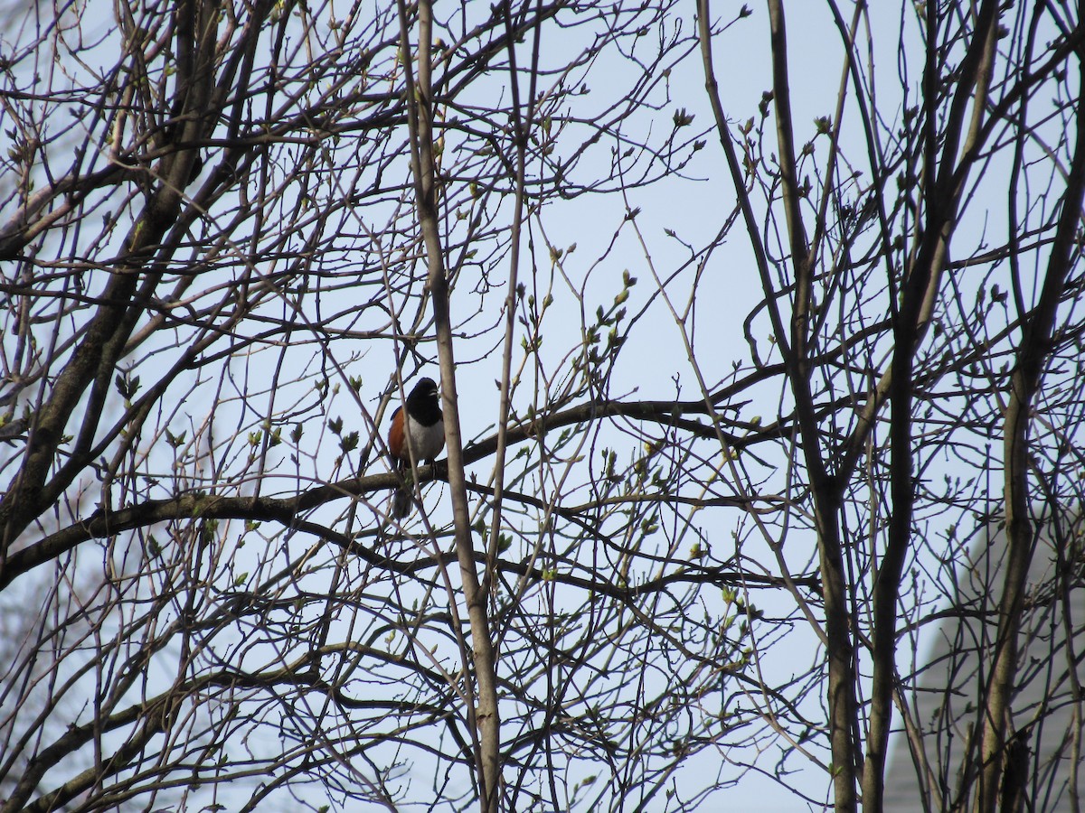 Eastern Towhee - ML655272883