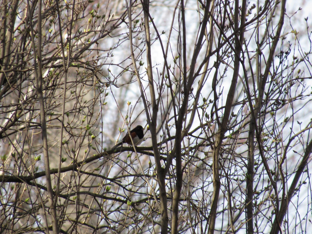 Eastern Towhee - ML655272884