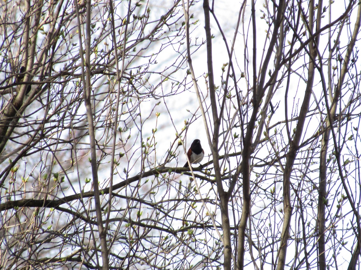 Eastern Towhee - ML655272885