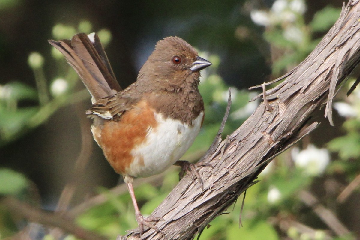 Eastern Towhee - ML655273101