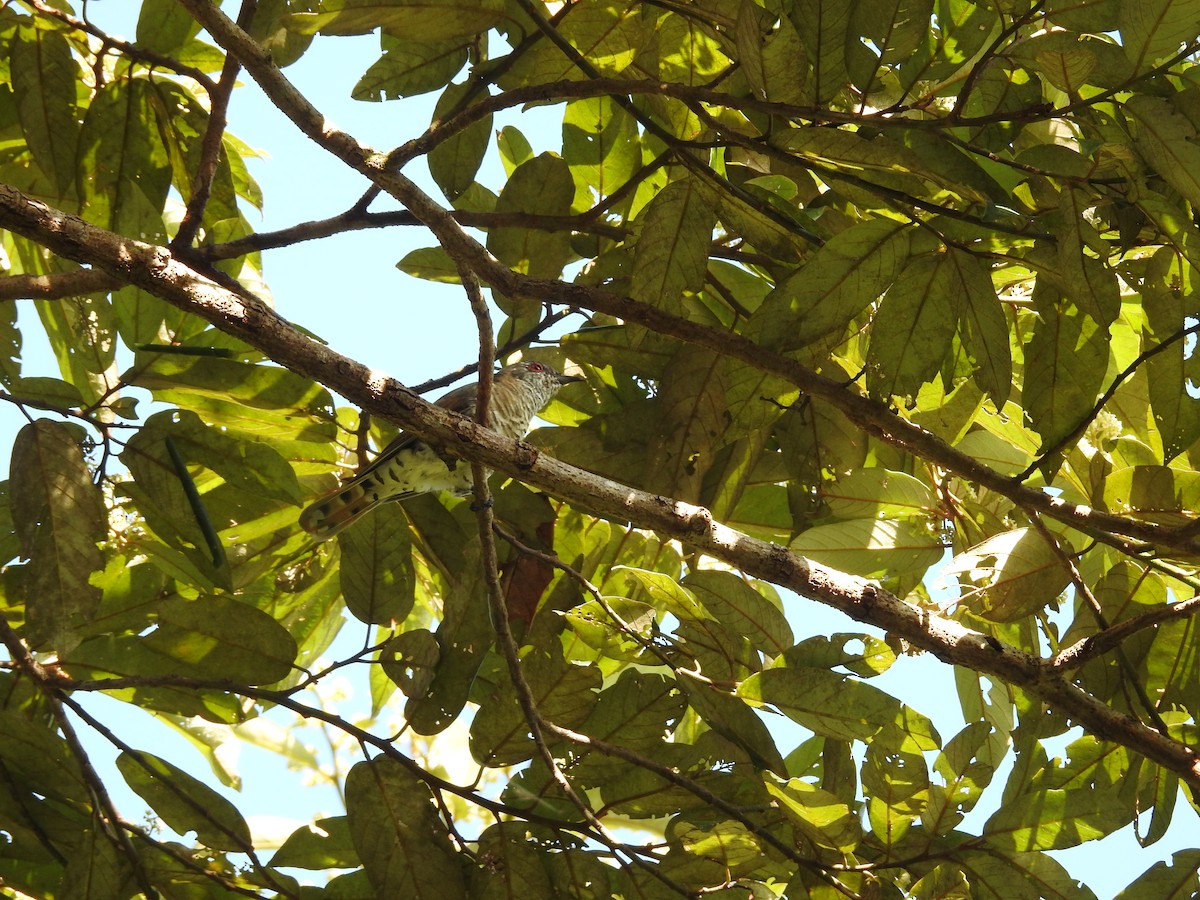 Little Bronze-Cuckoo - ML655273170