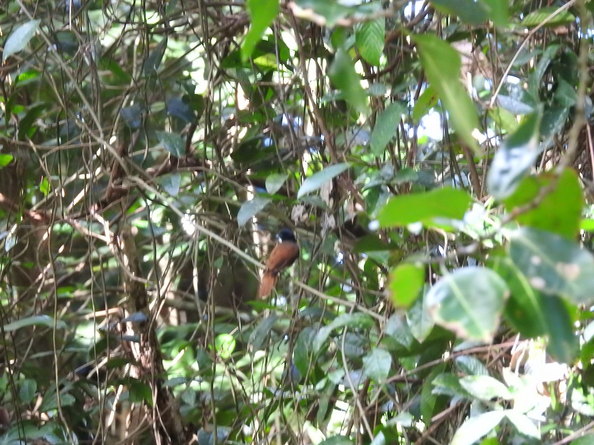 Shining Flycatcher - ML655273236