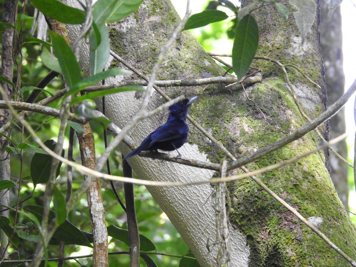 Shining Flycatcher - ML655273237