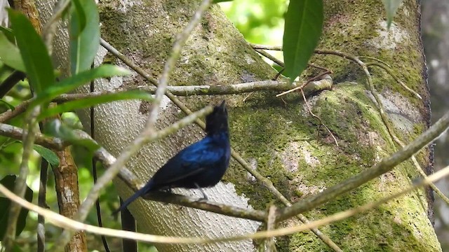 Shining Flycatcher - ML655273251